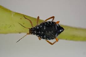 Attēlu rezultāti vaicājumam “Thecabius affinis nymph”