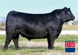 Image result for Blackhill Bounders