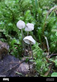 Attēlu rezultāti vaicājumam “Mycena filopes”