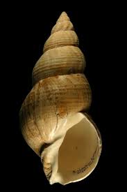 Image result for Buccinum undatum