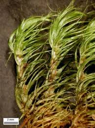 Attēlu rezultāti vaicājumam “Dicranum scoparium”