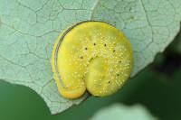 Attēlu rezultāti vaicājumam “Cimbex luteus”