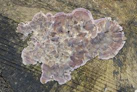 Attēlu rezultāti vaicājumam “Chondrostereum purpureum”