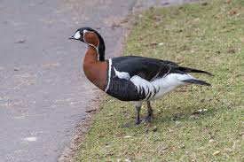 Image result for Branta ruficollis