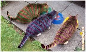 http://t0.gstatic.com/images?q=tbn:ANd9GcQk7qHBsohCSnCBt5X2EKkgP-qqPsAtOroJ6JhIFesYKPYLRqeu