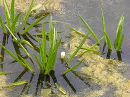 Attēlu rezultāti vaicājumam “Stratiotes aloides”