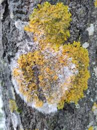 Attēlu rezultāti vaicājumam “Athelia arachnoidea”