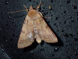 Attēlu rezultāti vaicājumam “Agrochola helvola imago”