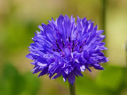 Image result for Centaurea cyanus