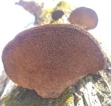 Attēlu rezultāti vaicājumam “Daedaleopsis confragosa”