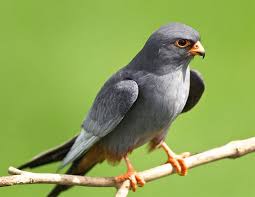 Attēlu rezultāti vaicājumam “Falco vespertinus adult”