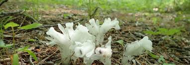 Image result for ギンリョウソウ