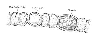 Attēlu rezultāti vaicājumam “Nostoc commune cells”