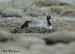 Attēlu rezultāti vaicājumam “Grus grus nest”