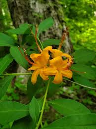 Attēlu rezultāti vaicājumam “Rhododendron calendulaceum”