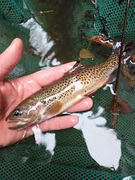 Image result for Oncorhynchus clarkii