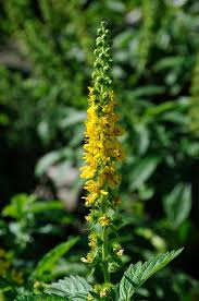 Attēlu rezultāti vaicājumam “Agrimonia eupatoria leaf”