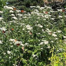 Attēlu rezultāti vaicājumam “Enteridium corticatum”