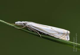 Attēlu rezultāti vaicājumam “Crambus heringiellus”