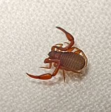 Attēlu rezultāti vaicājumam “Chelifer cancroides”