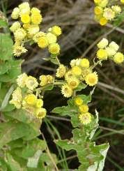 Image result for Helichrysum foetidum