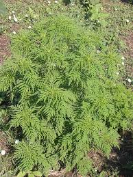 Attēlu rezultāti vaicājumam “Ambrosia artemisiifolia”