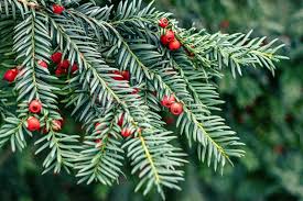 Attēlu rezultāti vaicājumam “Taxus baccata leaf”