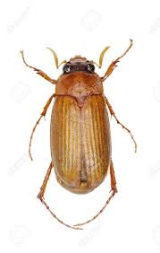 Attēlu rezultāti vaicājumam “Serica brunnea”