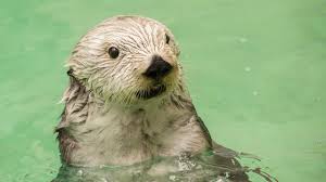 Image result for Eltham Otters