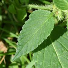 Attēlu rezultāti vaicājumam “Galeopsis bifida leaf”