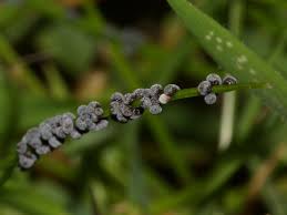 Attēlu rezultāti vaicājumam “Physarum bitectum”