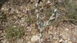 Attēlu rezultāti vaicājumam “Filago arvensis”