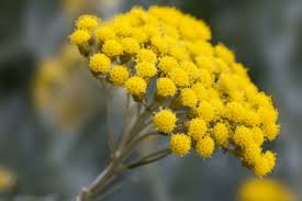 Image result for Helichrysum subulifolium