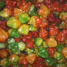 Afbeeldingsresultaat voor aji dulce sweet pepper