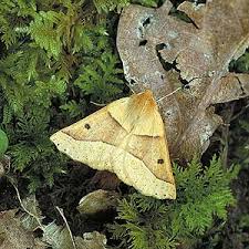 Attēlu rezultāti vaicājumam “Crocallis elinguaria larva”