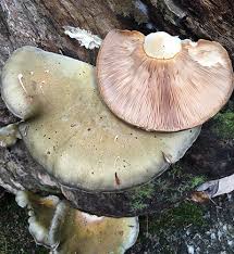 Attēlu rezultāti vaicājumam “Panellus serotinus”