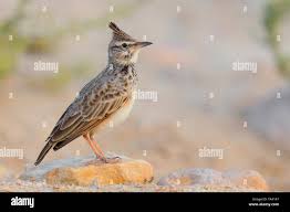 Attēlu rezultāti vaicājumam “Galerida cristata adult”