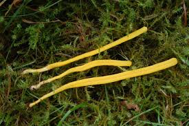 Attēlu rezultāti vaicājumam “Clavulinopsis helvola”