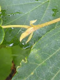Attēlu rezultāti vaicājumam “Hamamelis virginiana bud”