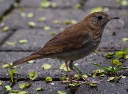 Image result for Catharus fuscescens