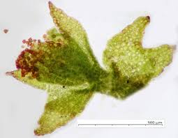 Attēlu rezultāti vaicājumam “Lophozia longidens”