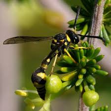 Attēlu rezultāti vaicājumam “Eumenes sp.”
