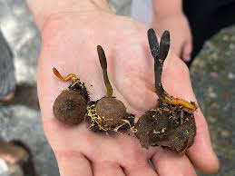 Attēlu rezultāti vaicājumam “Cordyceps ophioglossoides”