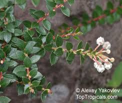 Attēlu rezultāti vaicājumam “Gaultheria cuneata”