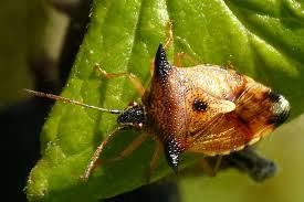 Attēlu rezultāti vaicājumam “Elasmucha ferrugata”