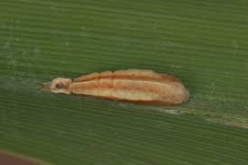 Attēlu rezultāti vaicājumam “Elachista maculicerusella”