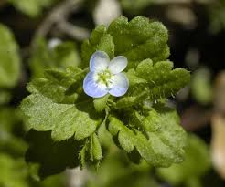 Attēlu rezultāti vaicājumam “Veronica agrestis”