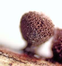 Attēlu rezultāti vaicājumam “Lamproderma ovoideum”