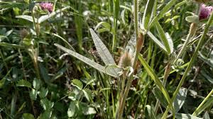 Attēlu rezultāti vaicājumam “Trifolium alpestre leaf”
