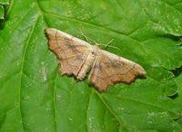 Attēlu rezultāti vaicājumam “Idaea emarginata”